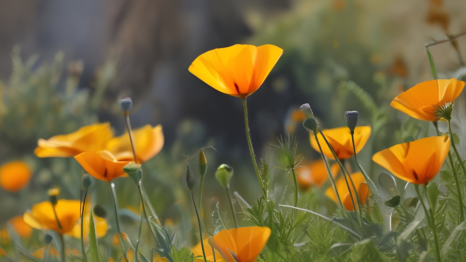 A floral photograph of golden California poppies and seed pods in a sunlit meadow with green plants