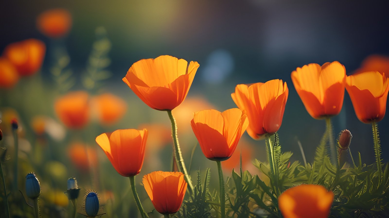 A floral photograph of orange California poppies in warm sun with blue green seed pods