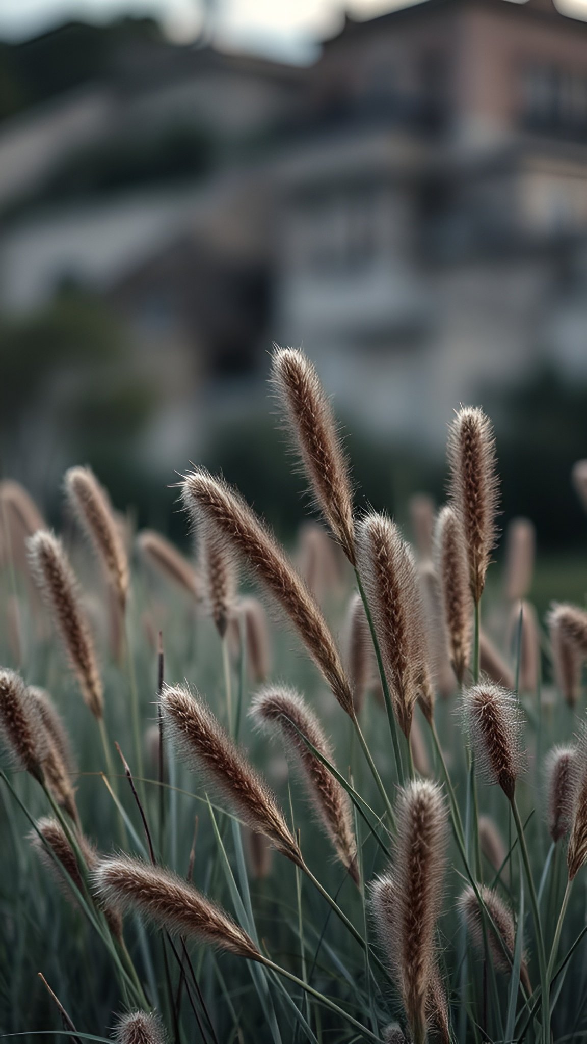 Close-up of delicate feathery grass seeds glowing in golden sunlight