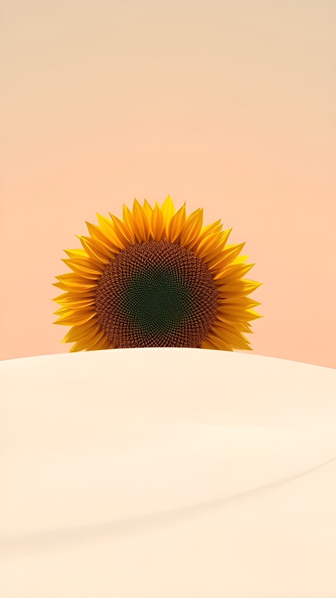 Minimal close-up of a single sunflower with bright yellow petals