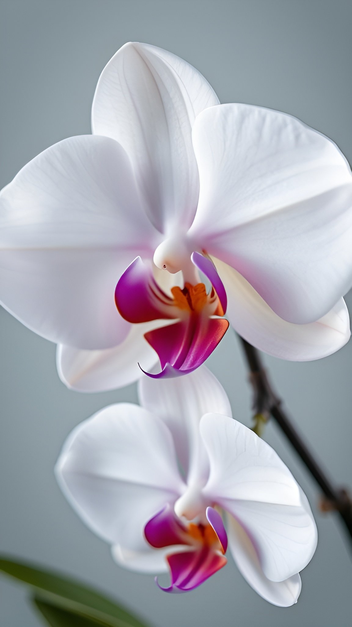 Floral photograph of white phalaenopsis orchid with magenta and orange center